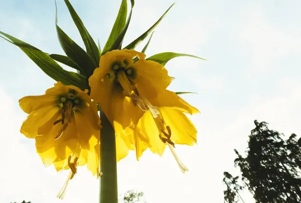 stock image Close-up of vibrant yellow Fritillaria imperialis flowers with green leaves against a bright sky, showcasing their unique, drooping bell shape and intricate details.