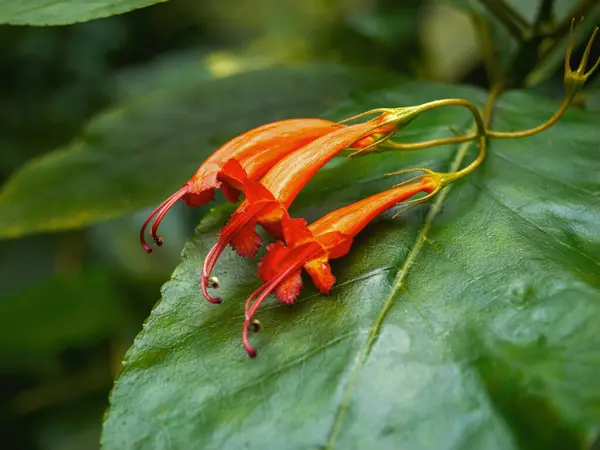 stock image Bright orange Justicia floribunda flowers, also known as Brazilian Plume, with elongated petals and dark red stamens, rest on a large green leaf, set against a natural background