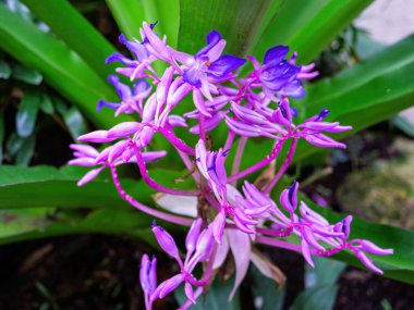 Uzun, ince yaprakları ve tomurcukları olan canlı mavi ve mor bromeliad çiçekleri, doğal bir arka plan üzerine kurulmuş, egzotik güzelliklerini vurgulayan yemyeşil yapraklarla çevrilidir.