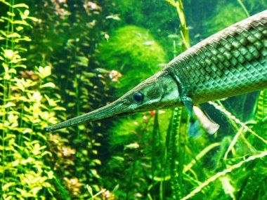 Close-up of a longnose gar in an aquarium, showcasing its elongated snout, silver scales, and textured skin against a lush green aquatic background. clipart