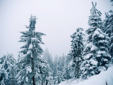 Yoğun karla kaplanmış görkemli yeşil ağaçlar Almanya 'nın Kara Orman şehrinde bulutlu bir gökyüzünün altında sakin bir kış manzarası yaratıyor.