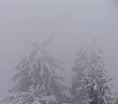 Almanya 'nın Kara Orman kentindeki karla kaplı ağaçların sakin manzarası sisle örtülmüş, sakin ve dondurucu bir kış atmosferi yaratıyor..