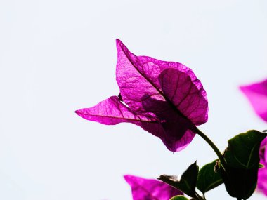 Canlı bir bougainvillea yaprağı güneş ışığı altında parlar, karmaşık damarları ve narin şeffaflığı ortaya çıkarır, sanatsal bir kompozisyonda yumuşak, soluk bir gökyüzüne karşı kurulur..