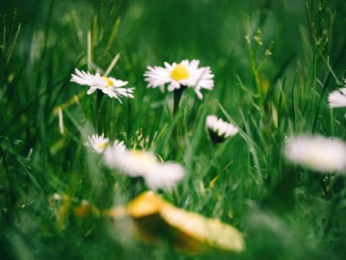 Sarı merkezli beyaz papatyalar yemyeşil çimenlerin arasında çiçek açar, bulanık bir ön plan ve yumuşak odaklı arka plan rüya gibi bir doğal atmosfer yaratır.