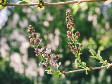 İlkbaharda bulanık yeşil ve bej bir arkaplan karşısında yumuşak pembe ve mor renkleri ile, bir ağaç dalında çiçek açmaya başlayan leylak tomurcukları yakın çekim.