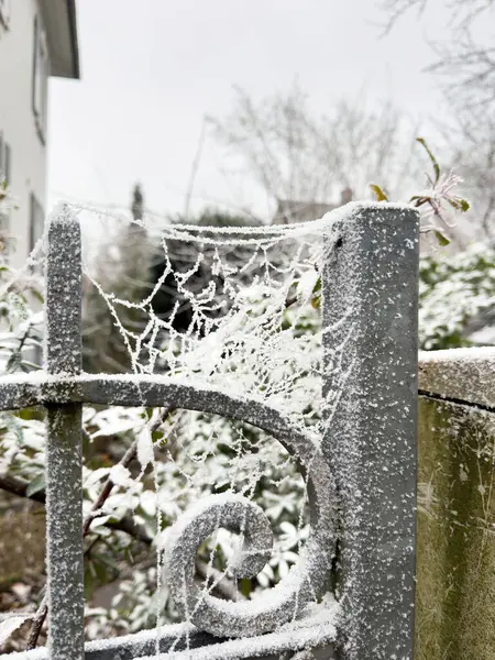 Soğuk bir sahne, soğuk bir kış sabahının narin güzelliğini vurgulayan, bahçe kapısının üzerinde karmaşık bir şekilde dondurulmuş bir örümcek ağı yakalar..