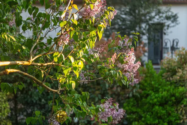 Güneş ışığı, mor çiçek kümeleri ve yeşil yapraklarla çiçek açan leylak dallarının arasından süzülür. Küçük altın bir ayna topu ise bahçede asılı durur.