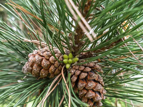 Yoğun yeşil iğnelerle çevrili olgun kahverengi çam kozalaklarından oluşan bir küme kozalaklı bir dalın üzerinde oturur ve merkezde küçük yeşil coneletler ortaya çıkmaya başlar.