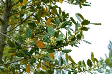 Işıl ışıl yeşil ve sarı yapraklı bir ağacın dalında hafif bir gökyüzüne ve arka planda soluk elektrik hatlarına karşı ilkbaharda yakalanan küçük beyaz çiçek kümeleri var.