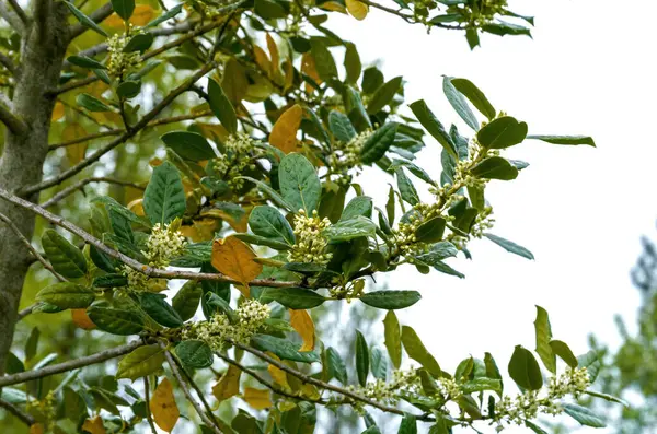 Işıl ışıl yeşil ve sarı yapraklı bir ağacın dalında hafif bir gökyüzüne ve arka planda soluk elektrik hatlarına karşı ilkbaharda yakalanan küçük beyaz çiçek kümeleri var.