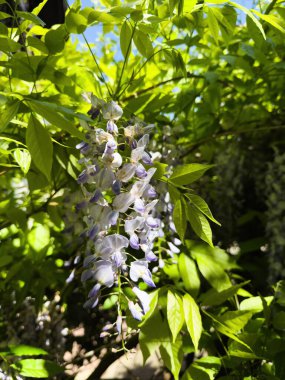 Soluk mor salkımcık çiçeklerinden oluşan güneş demeti, parlak, doğal bir bahçe manzarası oluşturan, mavi gökyüzü parıltılarıyla canlı yeşil yaprakların arasında asılı duruyor.
