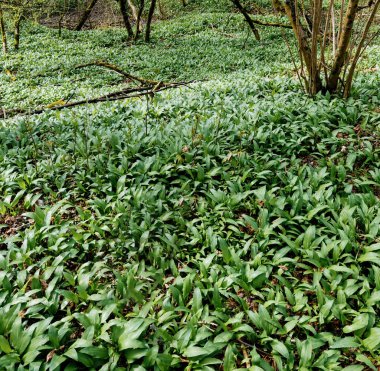 Geniş bir orman tabanı yoğun bir şekilde sarımsak yapraklarıyla kaplıydı. İlkbahar habitatında, seyrek ağaçların altında erken büyüme görülüyordu..
