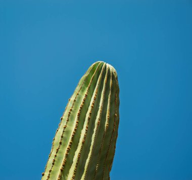 Mallorca 'da parlak bir mavi gökyüzünün altına uzanan uzun, tırtıklı bir kaktüsün yakın çekimi, canlı güneş ışığında doğal çöl florasını sergiliyor.