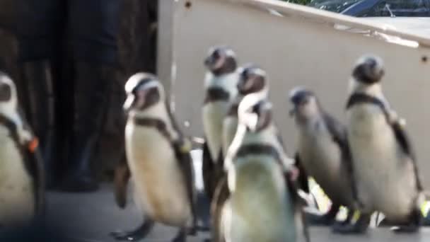 ペンギンの列にペンギンのステージに歩いてください 小さな黒い足のペンギンのグループは非常に愛らしい歩く 雛の散歩と皇帝ペンギンは示すためにパスに従ってください ペンギンショーで動物園非常に近いアップ — ストック動画