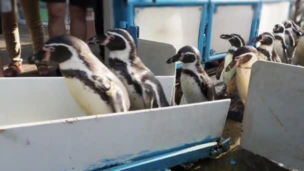 Penguin Berjalan Berbaris Menuju Tahap Penguin Kelompok Penguin Berkaki Hitam — Stok Video