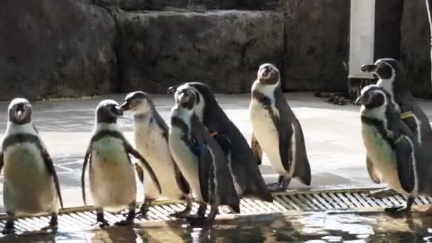 Пингвин Идет Ряд Сцену Пингвинов Группа Маленьких Черноногих Пингвинов Идущих — стоковое видео