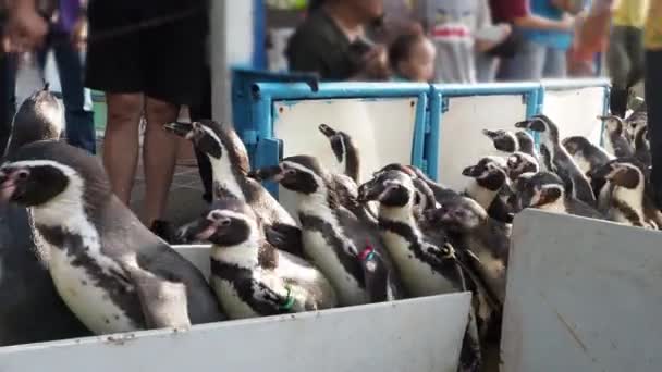 Pinguin Läuft Reihe Zur Pinguinbühne Gruppe Von Kleinen Schwarzfußpinguinen Die — Stockvideo