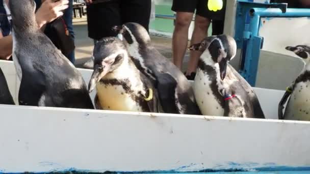 Penguin Περπάτημα Στη Σειρά Στο Στάδιο Πιγκουίνος Ομάδα Από Μικρά — Αρχείο Βίντεο