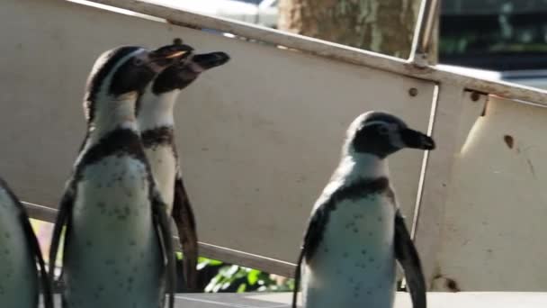 ペンギンの列にペンギンのステージに歩いてください 小さな黒い足のペンギンのグループは非常に愛らしい歩く 雛の散歩と皇帝ペンギンは示すためにパスに従ってください ペンギンショーで動物園非常に近いアップ — ストック動画