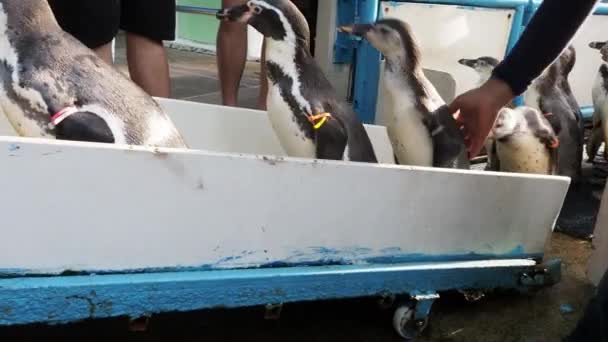 Pinguïn Loopt Rij Naar Het Pinguïn Podium Een Groepje Kleine — Stockvideo