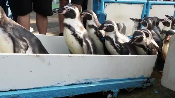 Penguin Περπάτημα Στη Σειρά Στο Στάδιο Πιγκουίνος Ομάδα Από Μικρά — Αρχείο Βίντεο