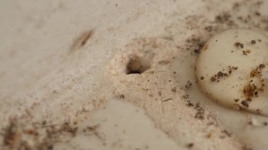 Mutfak zemininde delik olan karınca kolonisinin makro görüntüleri. Karıncaların yumuşak yumurtalarını alıp girip çıktıkları bir karınca deliğinin yukarıdan görünüşü. Karınca yuvası deliğinde küçük kırmızı karıncalar.