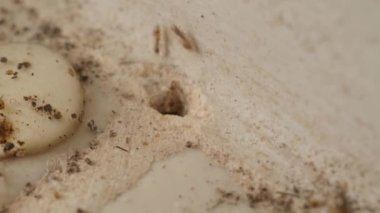 Mutfak zemininde delik olan karınca kolonisinin makro görüntüleri. Karıncaların yumuşak yumurtalarını alıp girip çıktıkları bir karınca deliğinin yukarıdan görünüşü. Karınca yuvası deliğinde küçük kırmızı karıncalar.