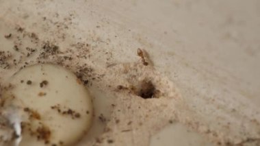 Mutfak zemininde delik olan karınca kolonisinin makro görüntüleri. Karıncaların yumuşak yumurtalarını alıp girip çıktıkları bir karınca deliğinin yukarıdan görünüşü. Karınca yuvası deliğinde küçük kırmızı karıncalar.