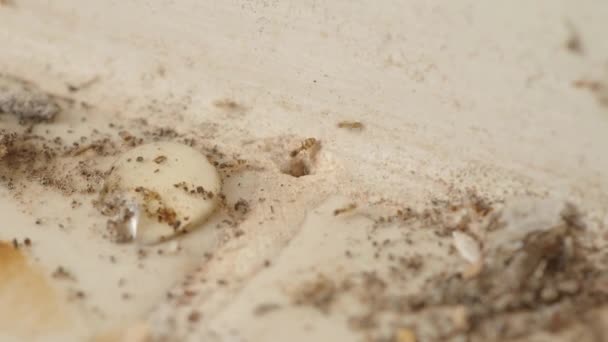 蚁群地底有孔洞的宏观画面 在头顶上看到一个蚂蚁洞 蚂蚁带着它们的软蛋来来去去 蚁丘或巢穴中的小红蚂蚁 — 图库视频影像