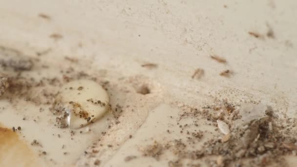 Imágenes Macro Colonia Hormigas Bajo Tierra Con Agujero Suelo Cocina — Vídeo de stock