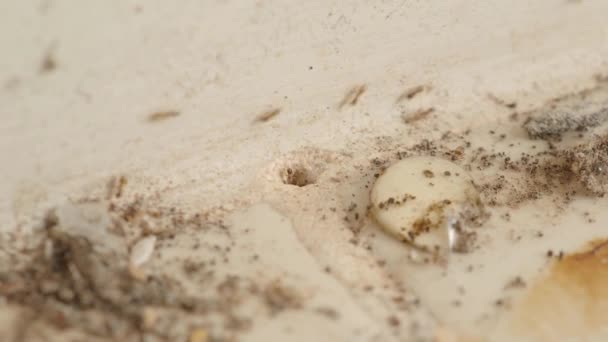 Μακρο Υλικό Από Υπόγεια Αποικία Μυρμηγκιών Τρύπα Στο Πάτωμα Της — Αρχείο Βίντεο