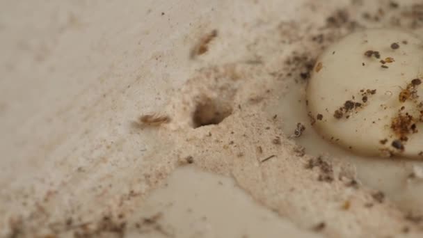 Macro Footage Ant Colony Underground Hole Home Kitchen Floor Overhead — Stock Video