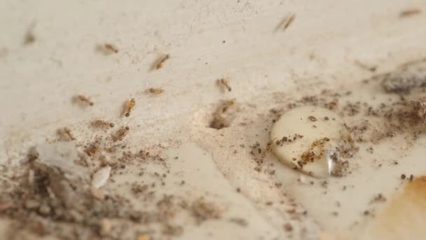 지하에 서식지가 바닥에 구멍이나 매크로 있습니다 개미들이 부드러운 집안으로 들어오고 — 비디오