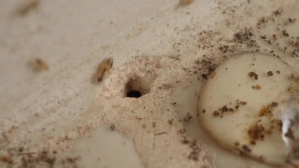 ホームキッチンの床に穴のあるアリコロニーの地下のマクロ映像 アリに悩まされているアリの穴のオーバーヘッドを入力し 彼らの柔らかい卵を残して 蟻塚や巣穴に小さな赤いアリ — ストック動画