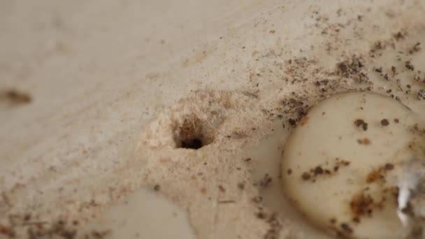 Makroaufnahmen Von Ameisenkolonien Untergrund Mit Loch Heimischen Küchenboden Blick Von — Stockvideo