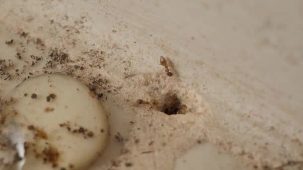 Μακρο Υλικό Από Υπόγεια Αποικία Μυρμηγκιών Τρύπα Στο Πάτωμα Της — Αρχείο Βίντεο
