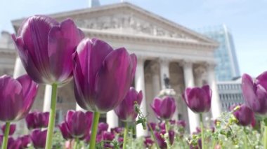 Kara Mor Lale ya da güneşli yaz havasında Tulipa. Londra 'nın Bank Station kavşak yolundaki bahçede laleler Hollanda ya da Hollanda çiçeği. Tulipa çiçekleri açıyor ve eski bina