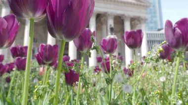 Kara Mor Lale ya da güneşli yaz havasında Tulipa. Londra 'nın Bank Station kavşak yolundaki bahçede laleler Hollanda ya da Hollanda çiçeği. Tulipa çiçekleri açıyor ve eski bina