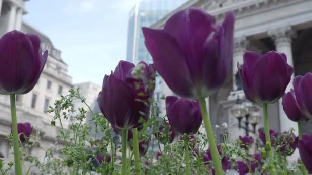 風の強い夏の天気で黒紫のチューリップやチューリップ ロンドンの銀行駅ジャンクション道路の庭にオランダやオランダの花をチューリップ チューリップの花が咲き 古い建物 — ストック動画