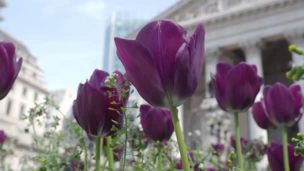 黑色紫色郁金香或郁金香在风和日丽的夏日里 位于英国伦敦银行车站交叉口路花园的郁金香荷兰花或荷兰花 郁金香花盛开老楼 — 图库视频影像