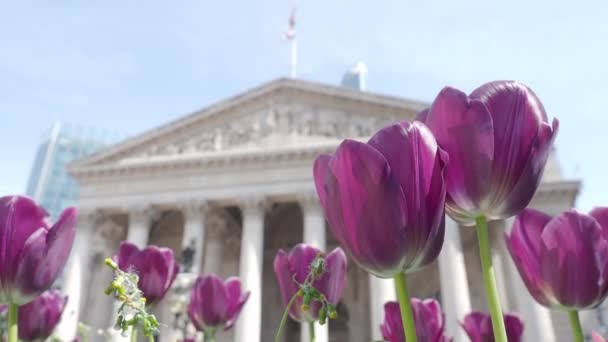 黑色紫色郁金香或郁金香在风和日丽的夏日里 位于英国伦敦银行车站交叉口路花园的郁金香荷兰花或荷兰花 郁金香花盛开老楼 — 图库视频影像