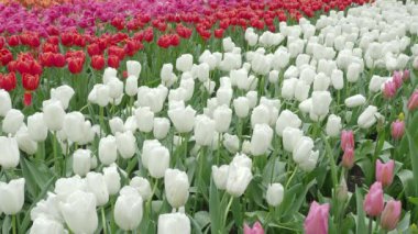 Hollanda 'da bahar ve yaz mevsiminde tarlada açan lale çiçeklerinin renkli renkli manzaralı görüntüleri. Hollanda 'nın birçok renkli lale tarlası hafif rüzgarla esiyor.