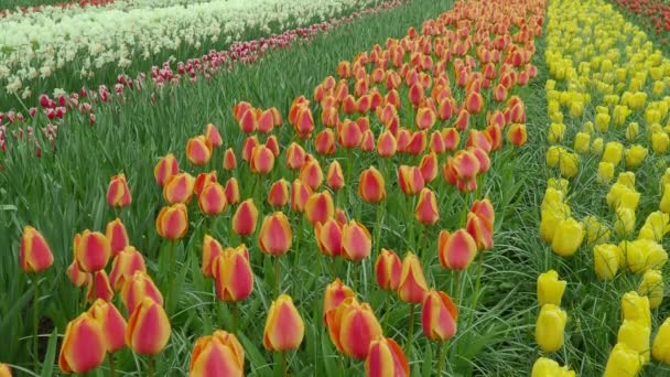 从景观上看 荷兰春夏两季郁金香在田野里盛开 色彩艳丽 荷兰郁金香地的许多彩花在微风中飘扬 — 图库视频影像