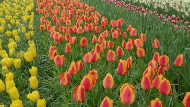 Пейзажные Кадры Цветущих Поле Цветов Тюльпана Ярко Ярким Цветом Нидерландах — стоковое видео