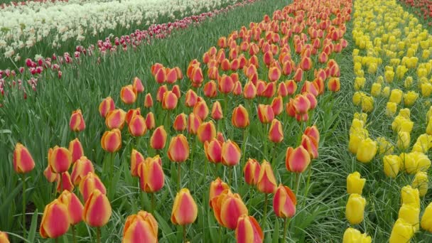 オランダの春と夏の時間に色鮮やかな鮮やかな色でフィールドに咲くチューリップの風景映像のポイント オランダのチューリップフィールドの多くの色の花は 光の風で吹く — ストック動画