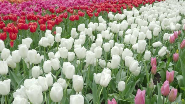 Pohled Krajina Záběry Tulipánů Kvetoucích Poli Pestrou Živou Barvou Nizozemsku — Stock video