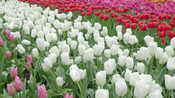 Пейзажные Кадры Цветущих Поле Цветов Тюльпана Ярко Ярким Цветом Нидерландах — стоковое видео