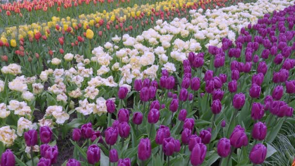 Pohled Krajina Záběry Tulipánů Kvetoucích Poli Pestrou Živou Barvou Nizozemsku — Stock video