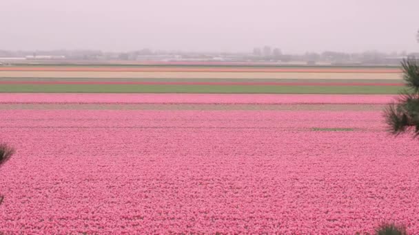 Punto Vista Imágenes Paisaje Flores Tulipán Floreciendo Campo Con Colores — Vídeos de Stock