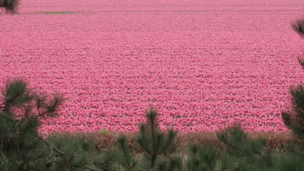 Standpunkt Landschaft Aufnahmen Von Tulpenblumen Blühen Auf Dem Feld Mit — Stockvideo